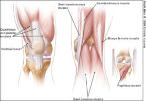 Knee joint & muscles